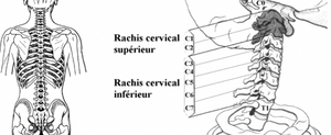 segment cervical 